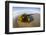 Kelp on Shore, Montana de Oro SP, Central Coast, California-Rob Sheppard-Framed Photographic Print