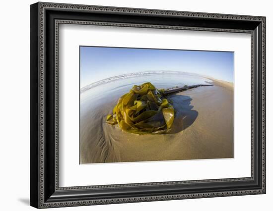 Kelp on Shore, Montana de Oro SP, Central Coast, California-Rob Sheppard-Framed Photographic Print