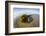 Kelp on Shore, Montana de Oro SP, Central Coast, California-Rob Sheppard-Framed Photographic Print