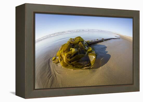 Kelp on Shore, Montana de Oro SP, Central Coast, California-Rob Sheppard-Framed Premier Image Canvas