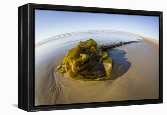 Kelp on Shore, Montana de Oro SP, Central Coast, California-Rob Sheppard-Framed Premier Image Canvas