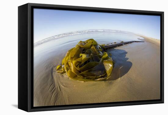 Kelp on Shore, Montana de Oro SP, Central Coast, California-Rob Sheppard-Framed Premier Image Canvas