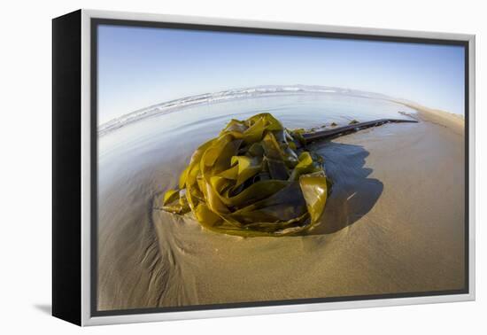 Kelp on Shore, Montana de Oro SP, Central Coast, California-Rob Sheppard-Framed Premier Image Canvas