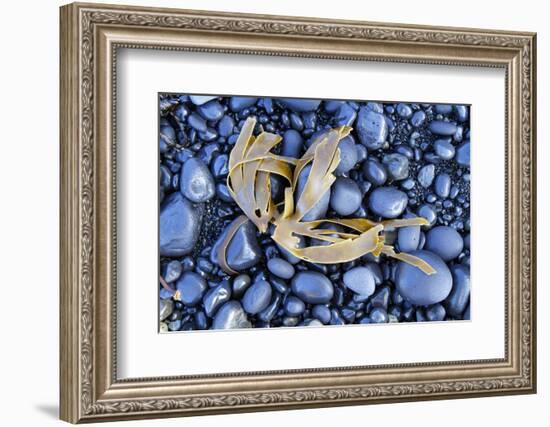 Kelp Washed Up on a Beach of Black Basalt Pebbles at Djupalonssandur, Snaefellsnes Peninsula-William Gray-Framed Photographic Print