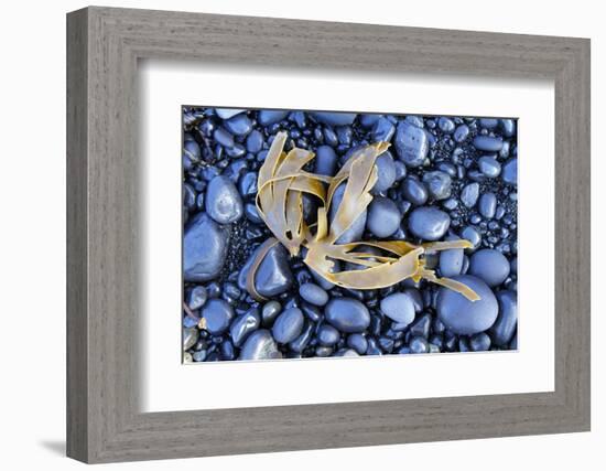 Kelp Washed Up on a Beach of Black Basalt Pebbles at Djupalonssandur, Snaefellsnes Peninsula-William Gray-Framed Photographic Print