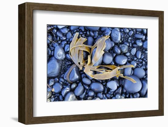 Kelp Washed Up on a Beach of Black Basalt Pebbles at Djupalonssandur, Snaefellsnes Peninsula-William Gray-Framed Photographic Print