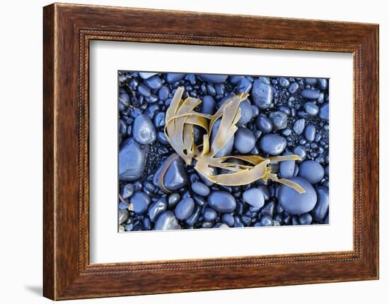 Kelp Washed Up on a Beach of Black Basalt Pebbles at Djupalonssandur, Snaefellsnes Peninsula-William Gray-Framed Photographic Print