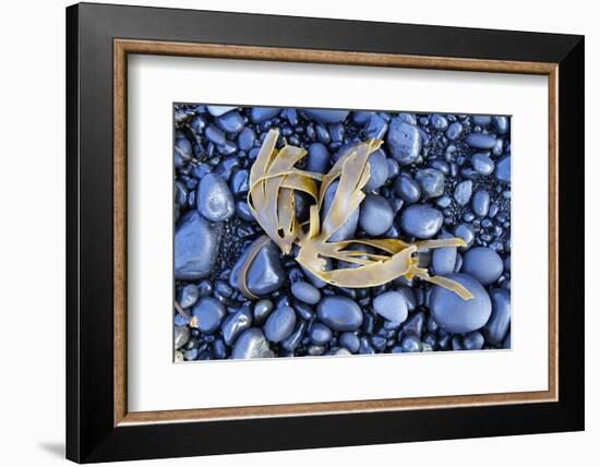 Kelp Washed Up on a Beach of Black Basalt Pebbles at Djupalonssandur, Snaefellsnes Peninsula-William Gray-Framed Photographic Print