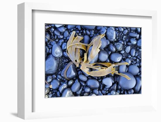 Kelp Washed Up on a Beach of Black Basalt Pebbles at Djupalonssandur, Snaefellsnes Peninsula-William Gray-Framed Photographic Print