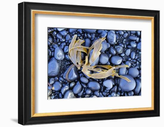 Kelp Washed Up on a Beach of Black Basalt Pebbles at Djupalonssandur, Snaefellsnes Peninsula-William Gray-Framed Photographic Print