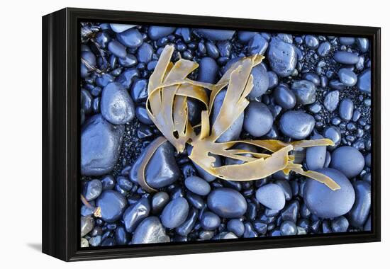 Kelp Washed Up on a Beach of Black Basalt Pebbles at Djupalonssandur, Snaefellsnes Peninsula-William Gray-Framed Premier Image Canvas