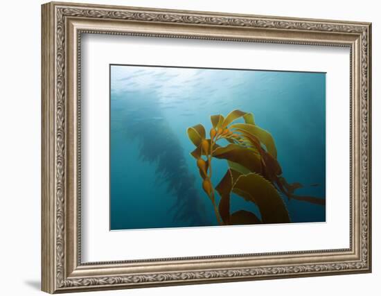 Kelp Wood Gigantic Seaweed, Macrocystis Pyrifera, San Benito Island, Mexico-Reinhard Dirscherl-Framed Photographic Print