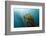 Kelp Wood Gigantic Seaweed, Macrocystis Pyrifera, San Benito Island, Mexico-Reinhard Dirscherl-Framed Photographic Print