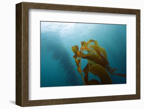 Kelp Wood Gigantic Seaweed, Macrocystis Pyrifera, San Benito Island, Mexico-Reinhard Dirscherl-Framed Photographic Print