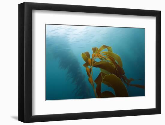 Kelp Wood Gigantic Seaweed, Macrocystis Pyrifera, San Benito Island, Mexico-Reinhard Dirscherl-Framed Photographic Print