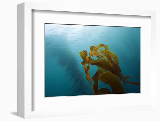 Kelp Wood Gigantic Seaweed, Macrocystis Pyrifera, San Benito Island, Mexico-Reinhard Dirscherl-Framed Photographic Print