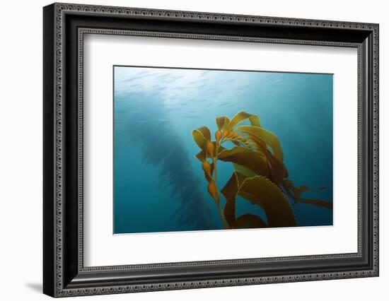 Kelp Wood Gigantic Seaweed, Macrocystis Pyrifera, San Benito Island, Mexico-Reinhard Dirscherl-Framed Photographic Print