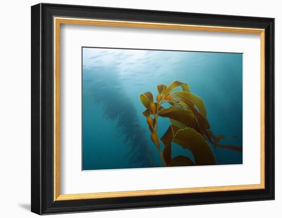 Kelp Wood Gigantic Seaweed, Macrocystis Pyrifera, San Benito Island, Mexico-Reinhard Dirscherl-Framed Photographic Print