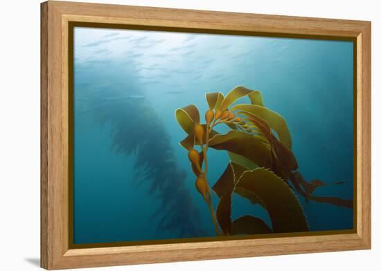 Kelp Wood Gigantic Seaweed, Macrocystis Pyrifera, San Benito Island, Mexico-Reinhard Dirscherl-Framed Premier Image Canvas