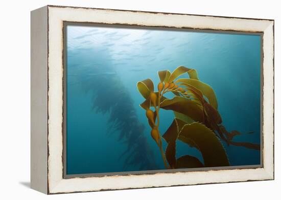 Kelp Wood Gigantic Seaweed, Macrocystis Pyrifera, San Benito Island, Mexico-Reinhard Dirscherl-Framed Premier Image Canvas