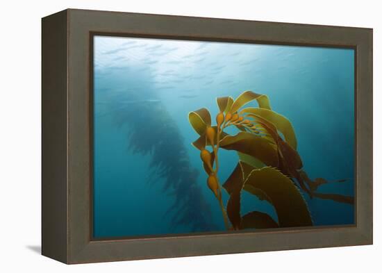 Kelp Wood Gigantic Seaweed, Macrocystis Pyrifera, San Benito Island, Mexico-Reinhard Dirscherl-Framed Premier Image Canvas