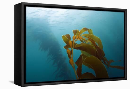 Kelp Wood Gigantic Seaweed, Macrocystis Pyrifera, San Benito Island, Mexico-Reinhard Dirscherl-Framed Premier Image Canvas