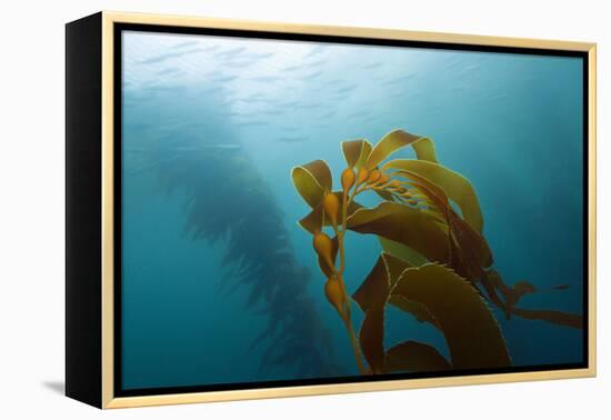 Kelp Wood Gigantic Seaweed, Macrocystis Pyrifera, San Benito Island, Mexico-Reinhard Dirscherl-Framed Premier Image Canvas