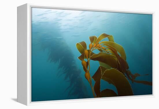 Kelp Wood Gigantic Seaweed, Macrocystis Pyrifera, San Benito Island, Mexico-Reinhard Dirscherl-Framed Premier Image Canvas