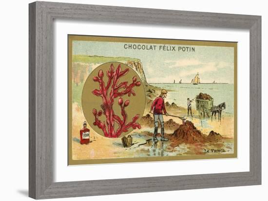 Kelp-null-Framed Giclee Print