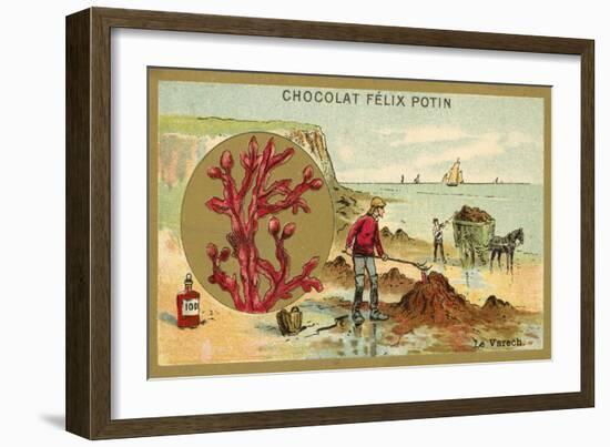 Kelp-null-Framed Giclee Print