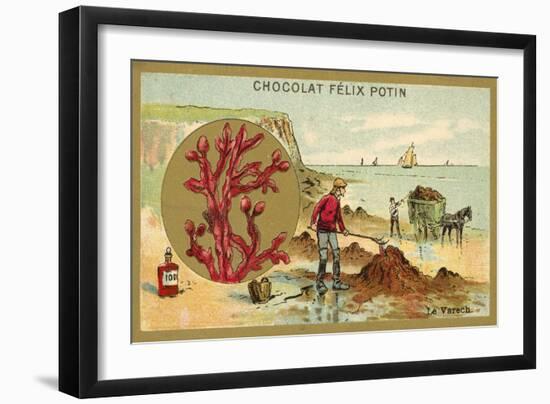 Kelp-null-Framed Giclee Print