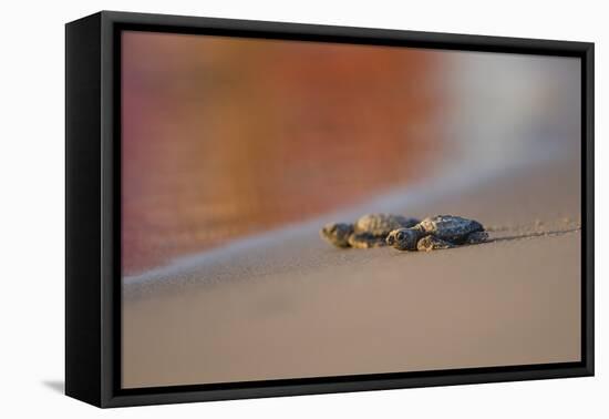 Kemp's Ridley Sea Turtle hatchling-Larry Ditto-Framed Premier Image Canvas