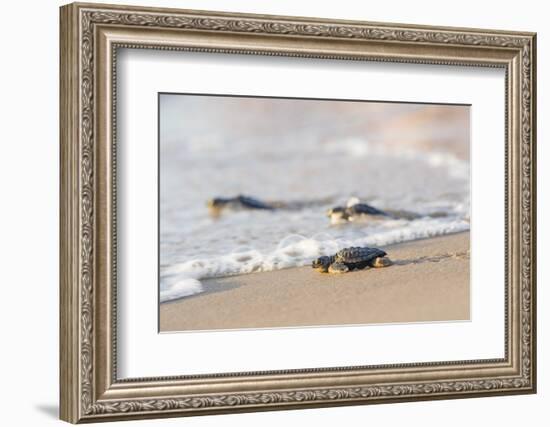 Kemp's Ridley Sea Turtle hatchling-Larry Ditto-Framed Photographic Print