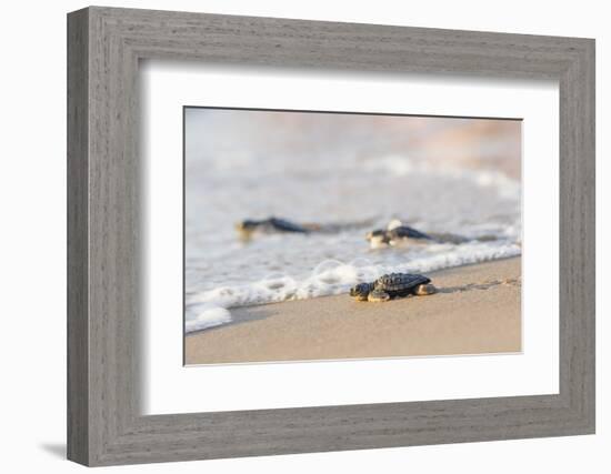 Kemp's Ridley Sea Turtle hatchling-Larry Ditto-Framed Photographic Print