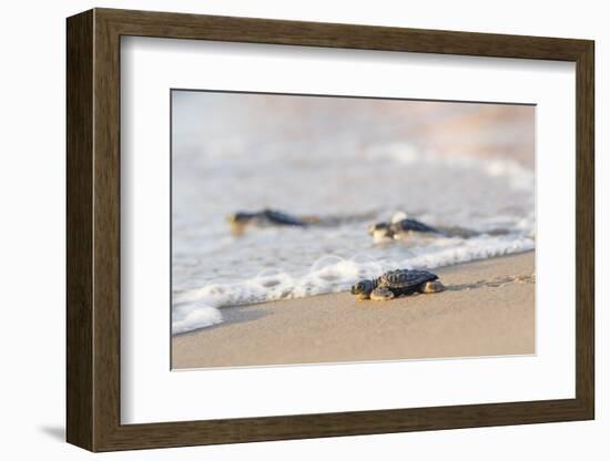 Kemp's Ridley Sea Turtle hatchling-Larry Ditto-Framed Photographic Print