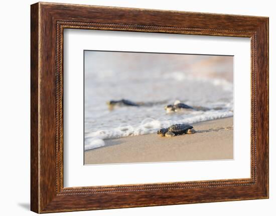 Kemp's Ridley Sea Turtle hatchling-Larry Ditto-Framed Photographic Print