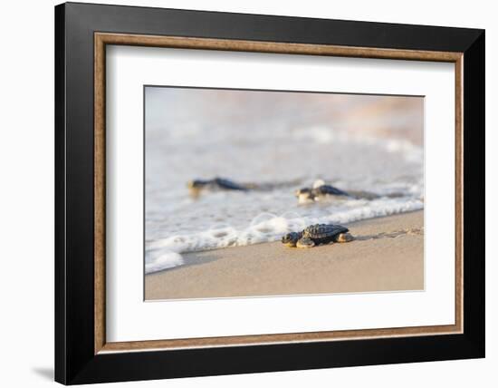 Kemp's Ridley Sea Turtle hatchling-Larry Ditto-Framed Photographic Print