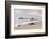 Kemp's Ridley Sea Turtle hatchling-Larry Ditto-Framed Photographic Print