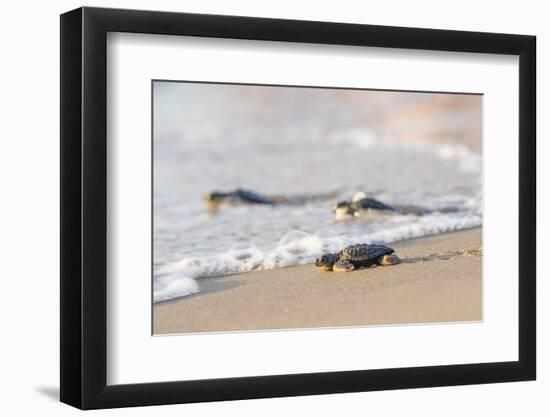 Kemp's Ridley Sea Turtle hatchling-Larry Ditto-Framed Photographic Print