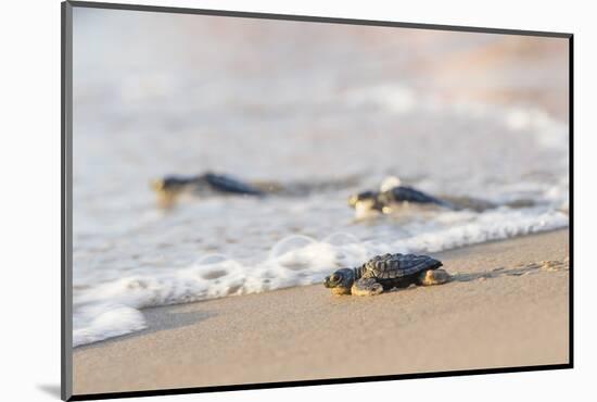 Kemp's Ridley Sea Turtle hatchling-Larry Ditto-Mounted Photographic Print