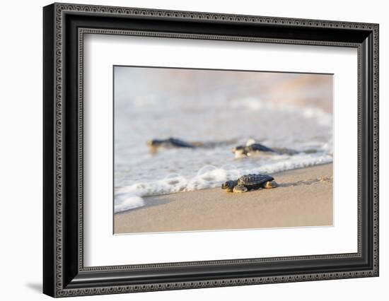 Kemp's Ridley Sea Turtle hatchling-Larry Ditto-Framed Photographic Print