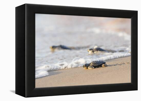 Kemp's Ridley Sea Turtle hatchling-Larry Ditto-Framed Premier Image Canvas