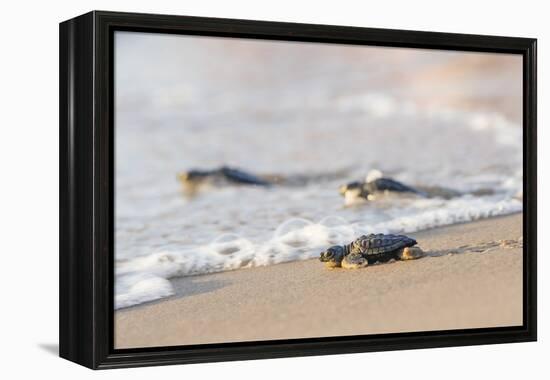 Kemp's Ridley Sea Turtle hatchling-Larry Ditto-Framed Premier Image Canvas