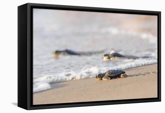 Kemp's Ridley Sea Turtle hatchling-Larry Ditto-Framed Premier Image Canvas