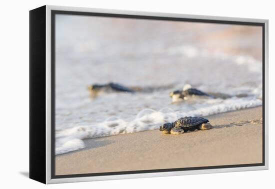 Kemp's Ridley Sea Turtle hatchling-Larry Ditto-Framed Premier Image Canvas