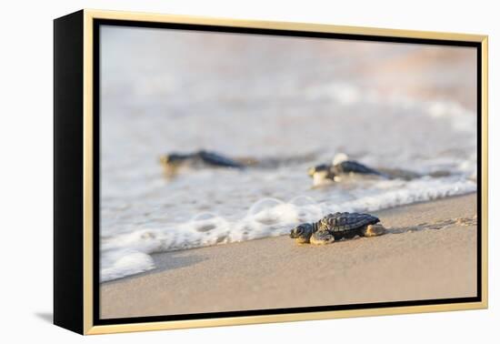 Kemp's Ridley Sea Turtle hatchling-Larry Ditto-Framed Premier Image Canvas