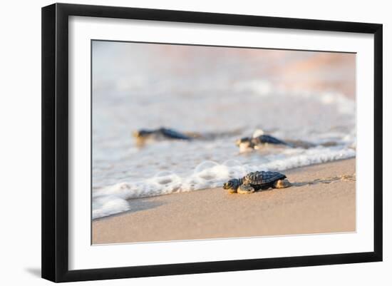 Kemp's Ridley Sea Turtle Hatchlings-Larry Ditto-Framed Art Print