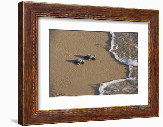 Kemp's riley sea turtle baby turtles walking towards surf, South Padre Island, South Texas, USA-Rolf Nussbaumer-Framed Photographic Print