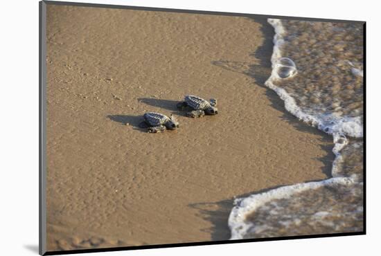 Kemp's riley sea turtle baby turtles walking towards surf, South Padre Island, South Texas, USA-Rolf Nussbaumer-Mounted Photographic Print