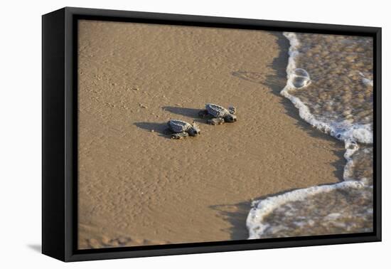 Kemp's riley sea turtle baby turtles walking towards surf, South Padre Island, South Texas, USA-Rolf Nussbaumer-Framed Premier Image Canvas